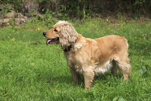Beautiful English Cocker Spaniel on a background of green grass. — Stock Photo, Image