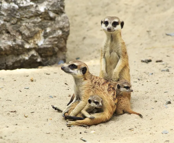 Famiglia di suricati con cuccioli . — Foto Stock