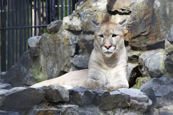Beautiful cougar is on the rocks. — Stock Photo, Image