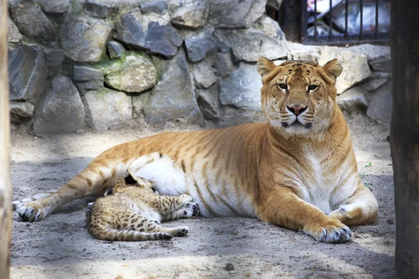 Beautiful female liger with cub in a cage. — Stock Photo, Image