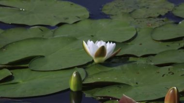 güzel nilüfer Gölü manzherok üzerinde. Altay Kray. Rusya.