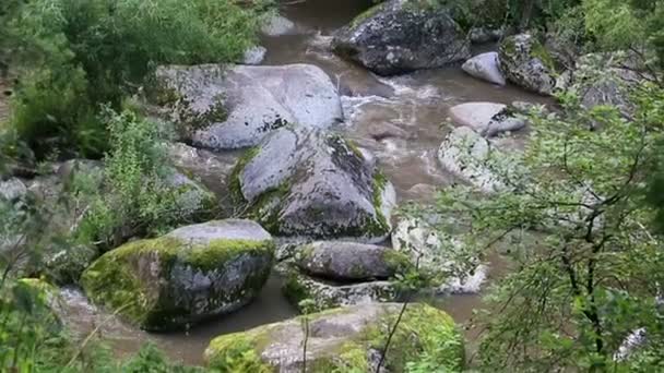 Belokurikha berg rivier in de kraj Altaj. Rusland. — Stockvideo