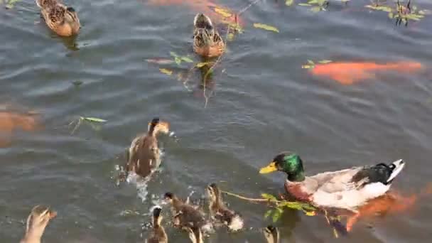 Kaczka z ducklings kąpieli w stawie i złapać bułka tarta. — Wideo stockowe