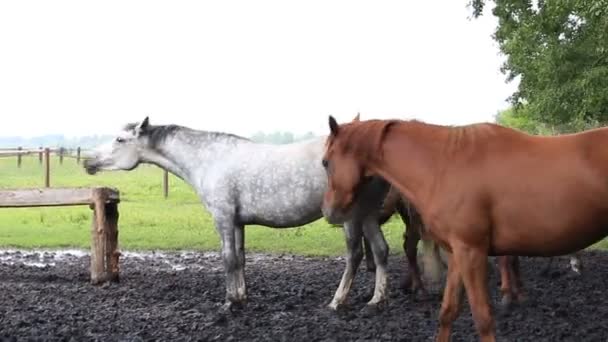 Caballos asintiendo al unísono (salvados de molestos insectos ). — Vídeos de Stock