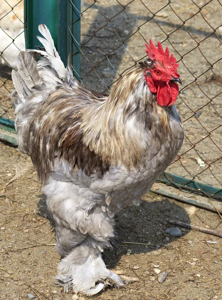 코 친 (닭고기) — 스톡 사진