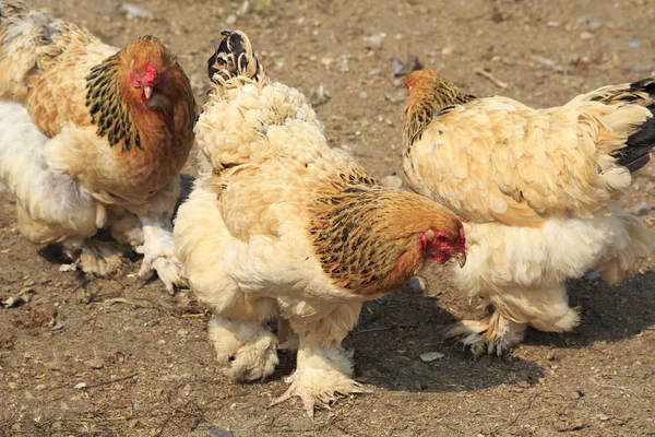 Cochin (kyckling). — Stockfoto