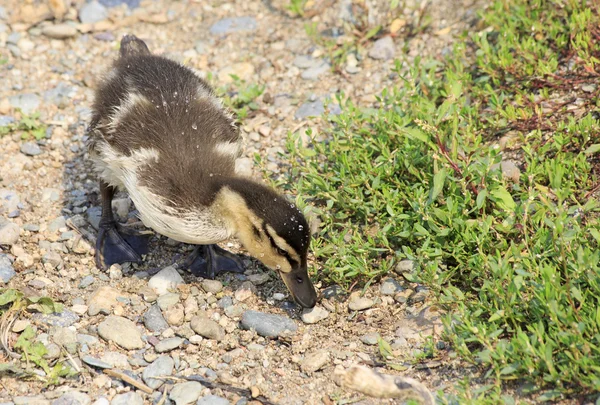 Little duckling gathers food from the ground. — Stock Photo, Image