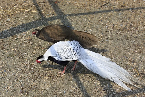 Male and female Silver Pheasant (Lophura nycthemera). — Stock Photo, Image