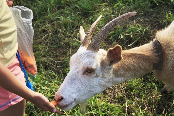 Little girl feeding a goat. — Stock Photo, Image