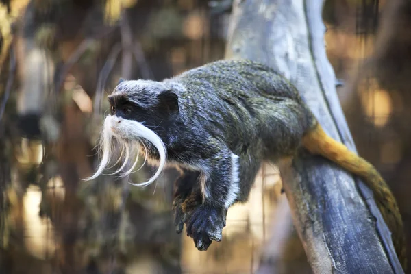 Imperatore Tamarin su un ramo . — Foto Stock