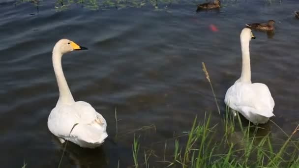 Paire de beaux cygnes blancs nageant dans un étang .