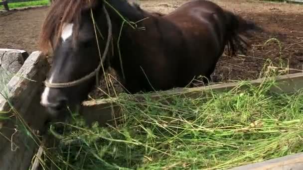 Hästen äta färskt hö från krubban. — Stockvideo