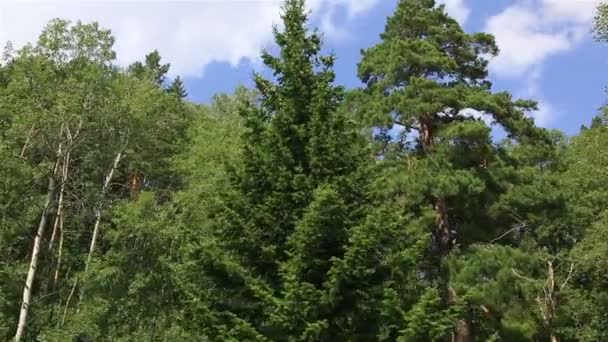 Beautiful vegetation on the hillside of Mount Tserkovka in Belokurikha. Altai Krai. Russia. — Stock Video