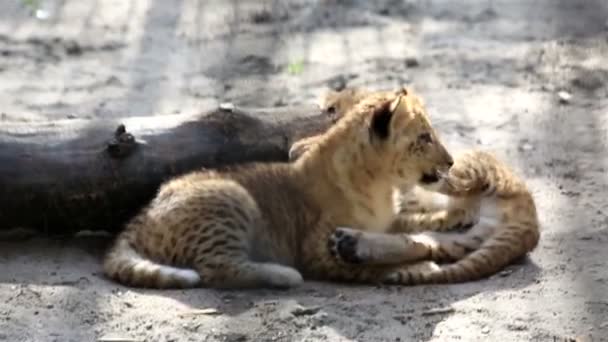 Twee grappige kleine lijger cub. — Stockvideo