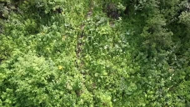 マウント浅い sinyuha の丘の中腹に美しい植物。アルタイ共和国. — ストック動画