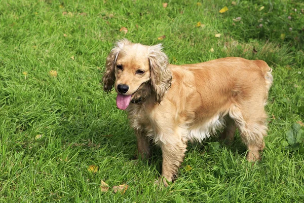 Beautiful English Cocker Spaniel on a background of green grass. — Stock Photo, Image