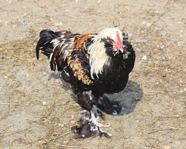 Faverolles (Huhn)) — Stockfoto