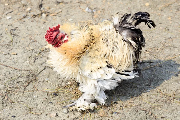 곱슬 (치킨) — 스톡 사진