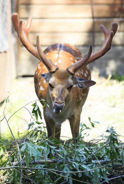 Vackra sika rådjur med stora horn. — Stockfoto