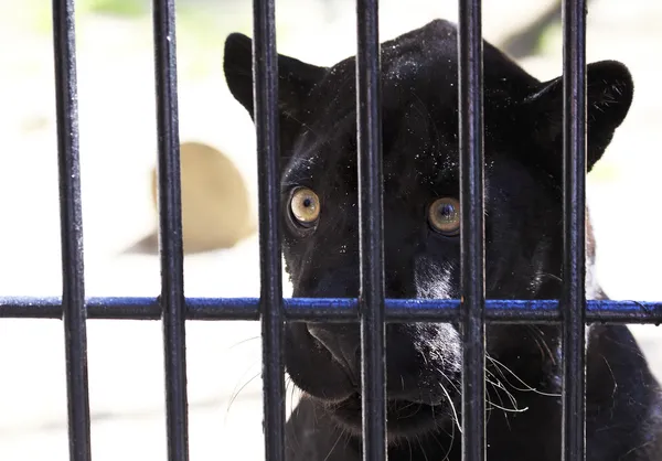 Black Panther looks wistfully out of the cage. — Stock Photo, Image