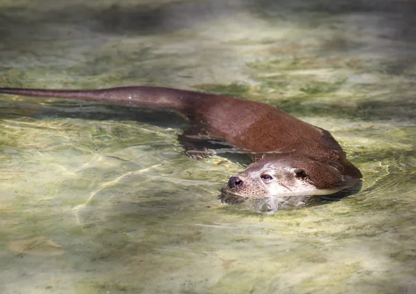 Europeiska otter i dammen. — Stockfoto