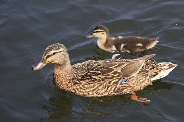 Ördek yavrusu güzel ördek gölde yüzmek. — Stok fotoğraf