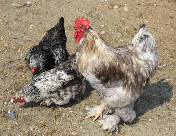 Cochin (Huhn)) — Stockfoto