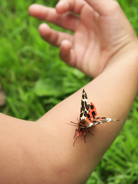 Garden tiger moth on the hand. — Stock Photo, Image