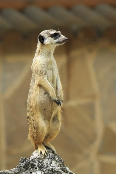 Meerkats guardando o resto da embalagem (olheiro ). — Fotografia de Stock