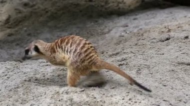 Yetişkin meerkat (Hazine için seyir kum kazma).