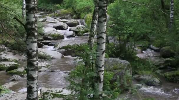 Belokurikha dağ Altay Kray nehirde. Rusya. — Stok video