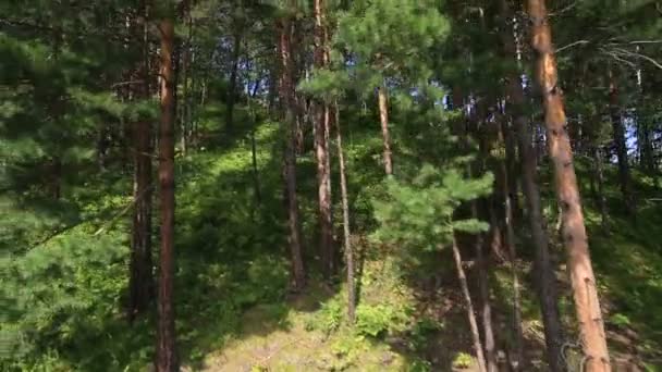 Mooie vegetatie op de heuvel van de berg tserkovka in belokurikha. kraj Altaj. — Stockvideo