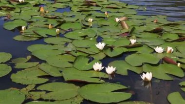 güzel nilüfer Gölü manzherok üzerinde. Altay Kray. Rusya.