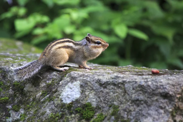 Wild chipmunk with full cheeks crawling for nuts. — Stock Photo, Image