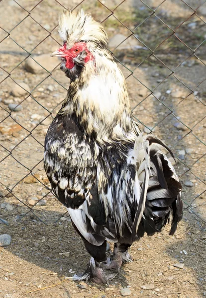 Pavlovskaïa (poulet ). — Photo