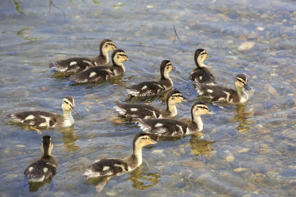 Funny little ducklings swim in the pond. — Stock Photo, Image