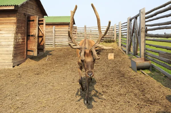 美しいシベリア大きな枝角を持つ雄鹿。アルタイ。ロシア. — ストック写真