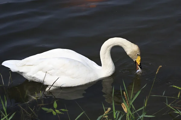 Hermoso cisne blanco come pescado . — Foto de Stock