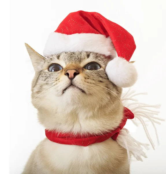 Divertido gato en un traje de Santa Claus . —  Fotos de Stock