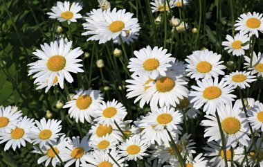 Papatya çayı. Bahçedeki güzel çiçekler.