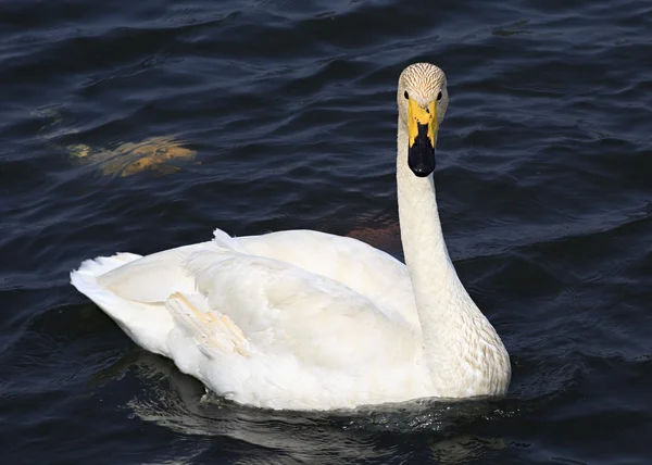 Hermoso cisne blanco nada en un estanque . — Foto de Stock