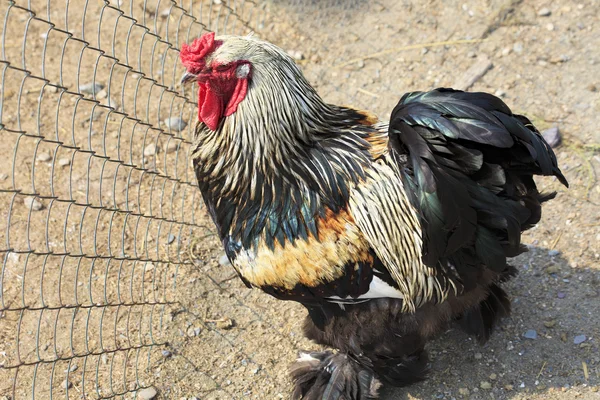 Brahma (chicken) — Stock Photo, Image