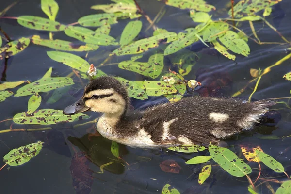Beautiful little duckling swims in a pond. — Stock Photo, Image