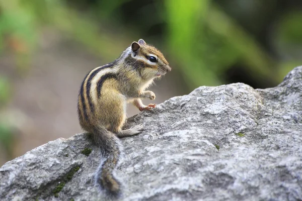 Hermosa ardilla salvaje se sienta en una roca . — Foto de Stock