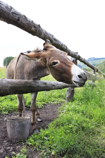 Donkey in the summer aviary. — Stock Photo, Image