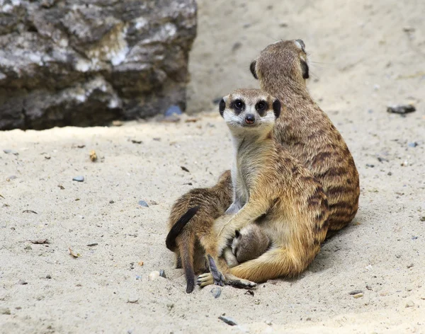 Keluarga meerkat dengan anaknya . — Stok Foto