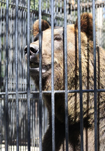 Beautiful brown bear in a cage. — Stock Photo, Image