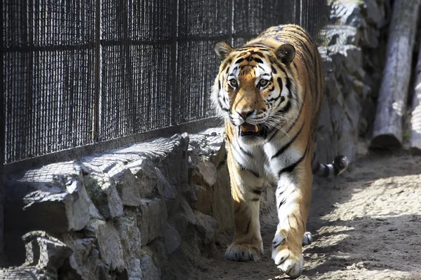 Vackra Sibirisk tiger i en bur. — Stockfoto