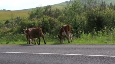 inek yolda git. Altay Kray. Rusya.