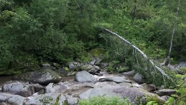 Panorama of Belokurikha mountain river in Altai Krai. Russia. — Stock Video